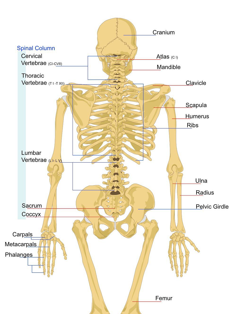 High back pain occurs in the thoracic region of the spine